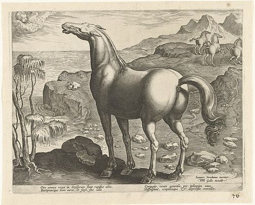 Zéphyr fécondant une jument en lui soufflant sur la tête. Imprimé légendé en latin faisant partie d’une série de 39 articles sur les races de chevaux des écuries royales de Don Juan d’Autriche.
